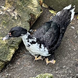 Domestic duck (Anas platyrhynchos domesticus)