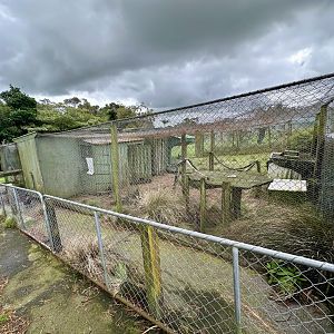 Domestic Chicken Exhibit
