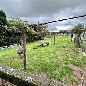 Emu/Domestic Goat Exhibit