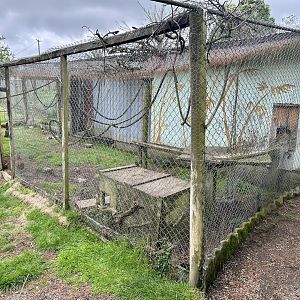 Emu/Domestic Goat Shelter