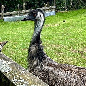 Emu (Dromaius novaehollandiae)