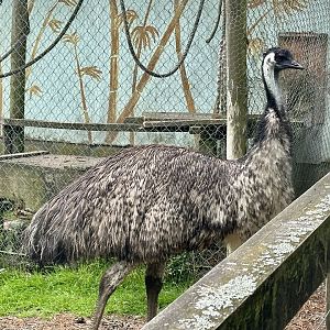 Emu (Dromaius novaehollandiae)