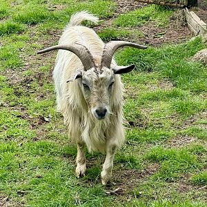 Domestic goat (Capra hircus)