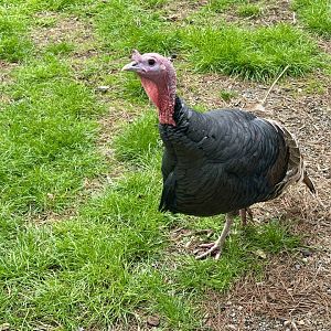 Turkey (Meleagris gallopavo domesticus)