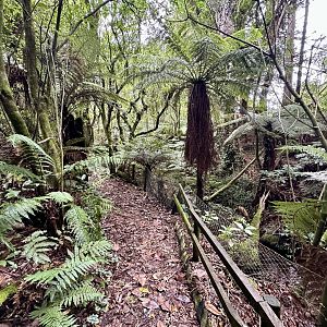 New Zealand Bushwalk Track