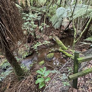 New Zealand Bushwalk Track