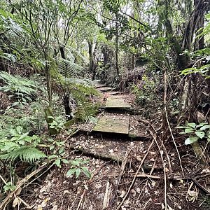New Zealand Bushwalk Track