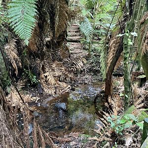 New Zealand Bushwalk Track