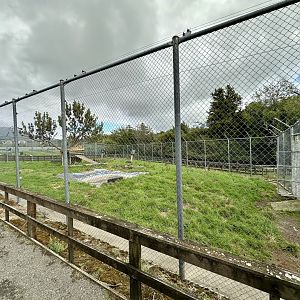 African Lion Complex - North Exhibit