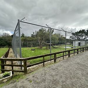 African Lion Complex - North Exhibit
