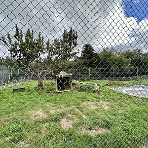 African Lion Complex - North Exhibit