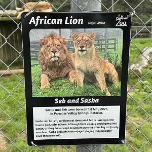 African Lion Profiles - North Pride