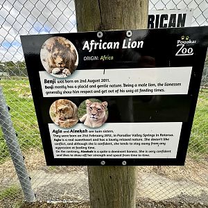 African Lion Profiles - South Pride