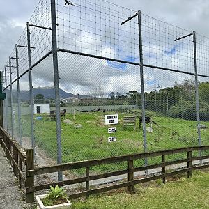 African Lion Complex - South Exhibit