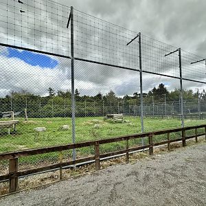 African Lion Complex - South Exhibit