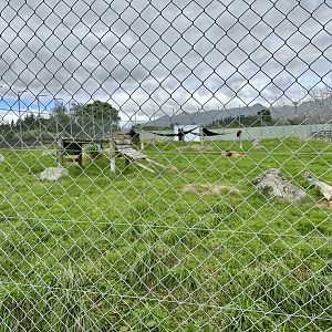 African Lion Complex - South Exhibit