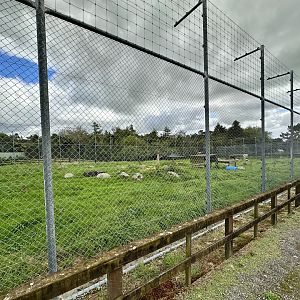 African Lion Complex - South Exhibit