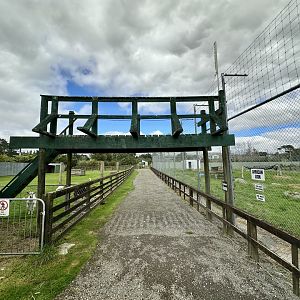African Lion Complex - Feeding Bridge