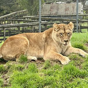 African Lion (Sasha)