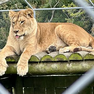 African Lion (Sasha)