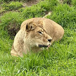 African Lion (Sasha)