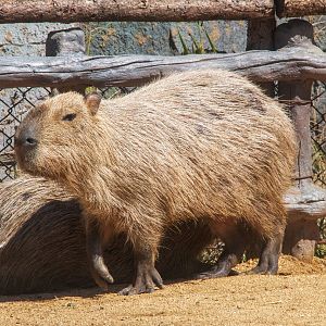 Capybara