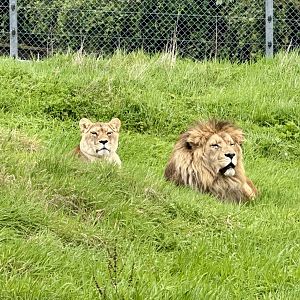African Lions (Benji and Ayla)