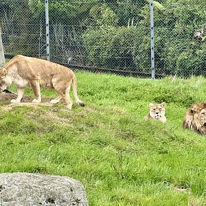 African Lions (Benji, Aleeka and Ayla)