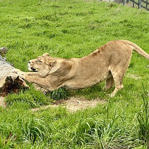 African Lion (Aleekah)