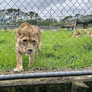 African Lion (Aleekah)