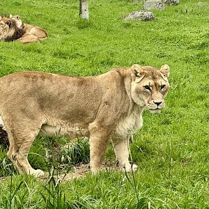 African Lion (Aleekah)