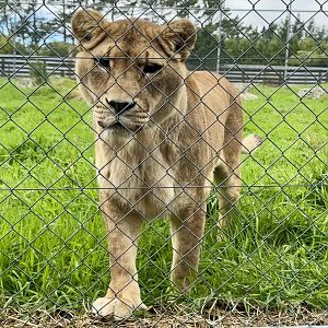 African Lion (Aleekah)