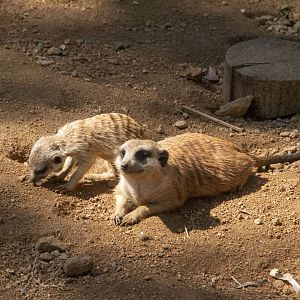 Meerkats
