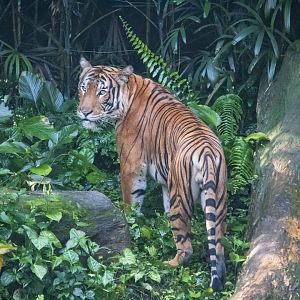 Malayan Tiger