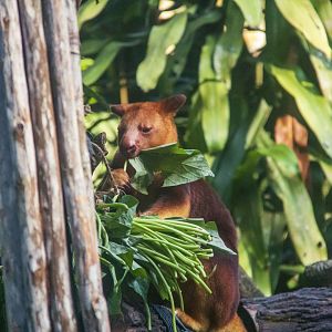 Goodfellow's Tree Kangaroo