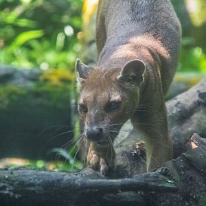 Fossa