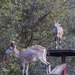 Blue sheep and enrichment climbing structures