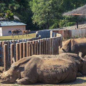 White rhinos and common elands