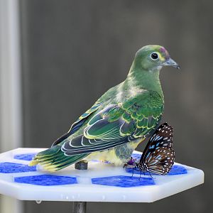 Rose-crowned Fruit Dove fledgling with Blue Tiger