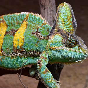 Veiled Chameleon
