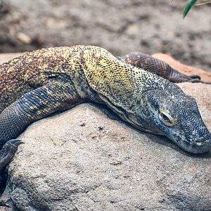 Komodo Dragon
