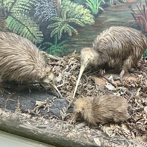 Kiwi Family