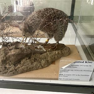 Little spotted kiwi (Apteryx owenii)