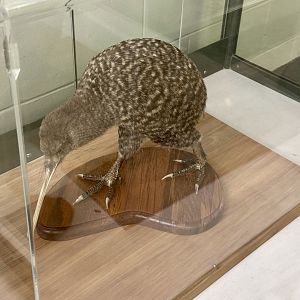 Little spotted kiwi (Apteryx owenii)