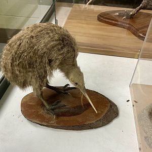 Southern brown kiwi (Apteryx australis)