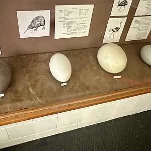 Ratite Eggs