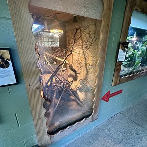 Migratory Locust Exhibit