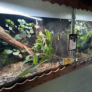 Three Kings Skink/Duvaucel’s Gecko Exhibits
