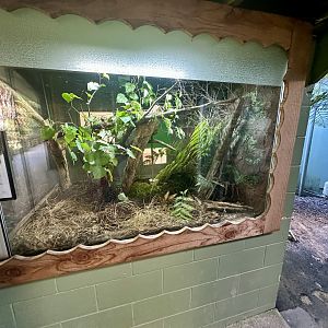 Duvaucel’s Gecko Exhibit