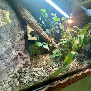 Three Kings Skink Exhibit